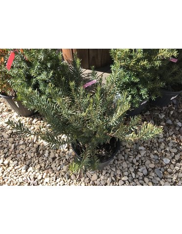 'Fastigiata' Japanese Plum Yew