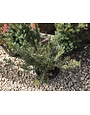 'Fastigiata' Japanese Plum Yew