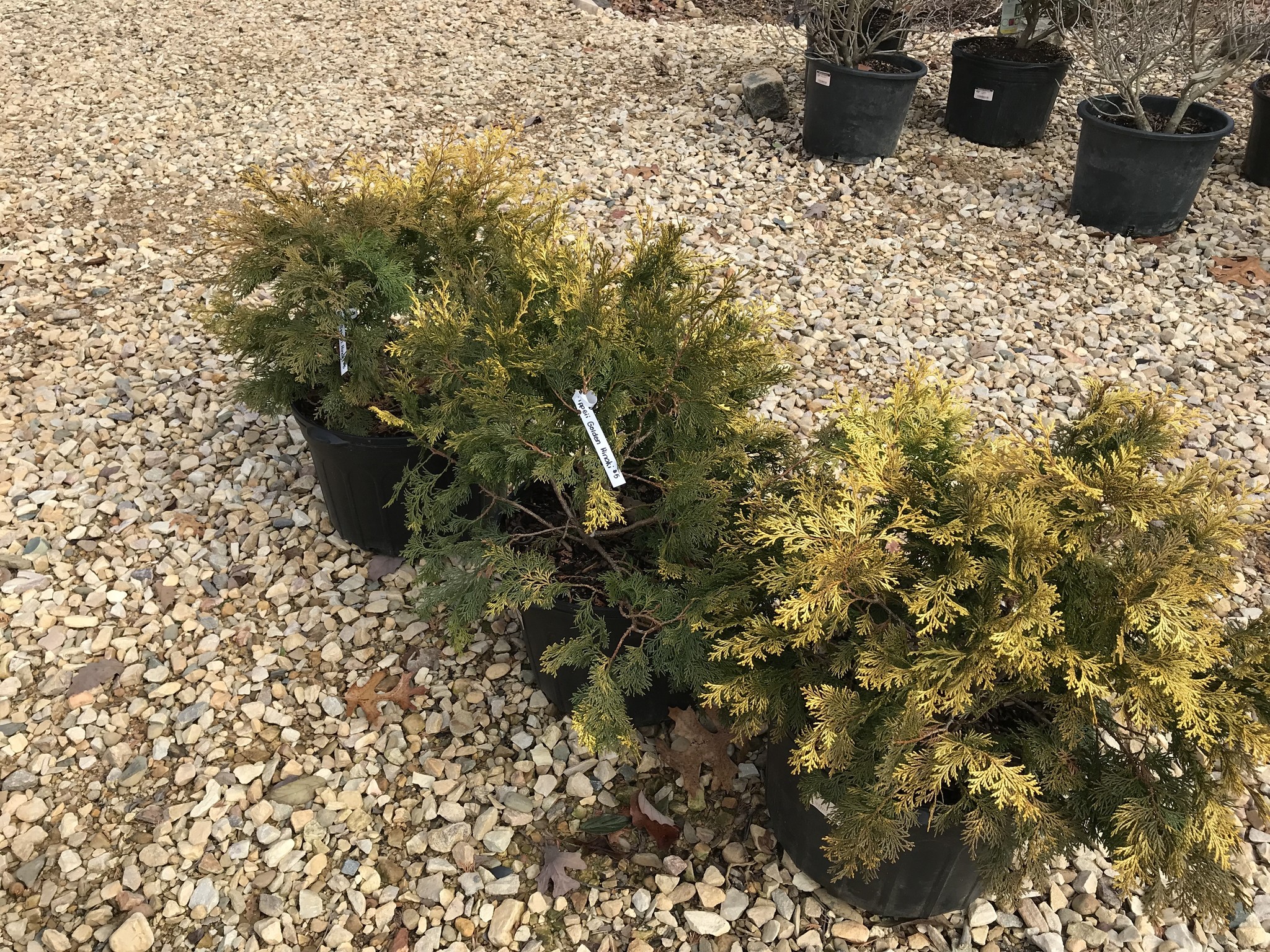 Dwarf Crippsii Golden Hinoki Cypress  5 Gallon-- Chamaecyparis obtusa 'Nana Gracilis'