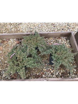 Juniper, Juniperus procumbens 'Nana' Dwarf Japanese Garden 3G