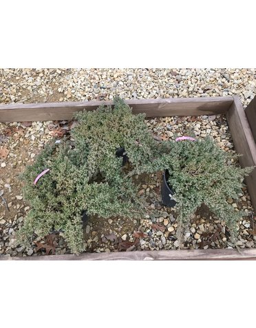 Juniper, Juniperus procumbens 'Nana' Dwarf Japanese Garden 3G
