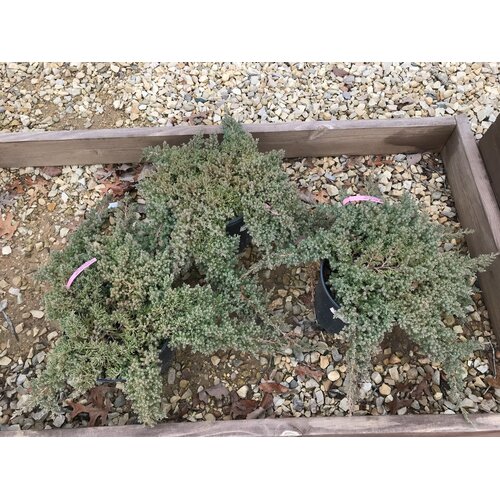 Juniper, Juniperus procumbens 'Nana' Dwarf Japanese Garden 3G