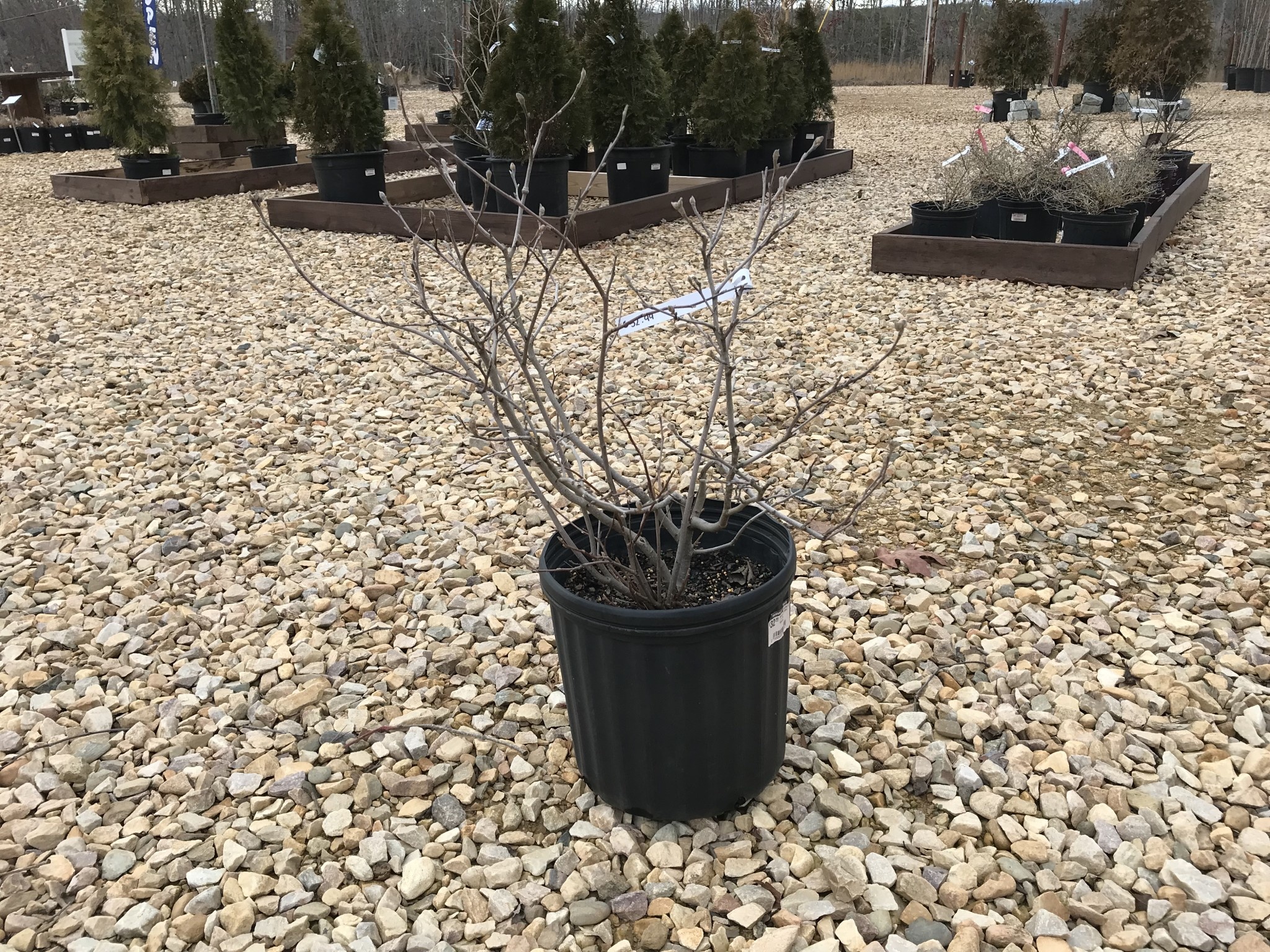 Witch Alder, Fothergilla gardenii 'Dwarf Fothergilla' 3G NATIVE