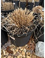 Pennisetum alopecuroides 'Red Head' 3G