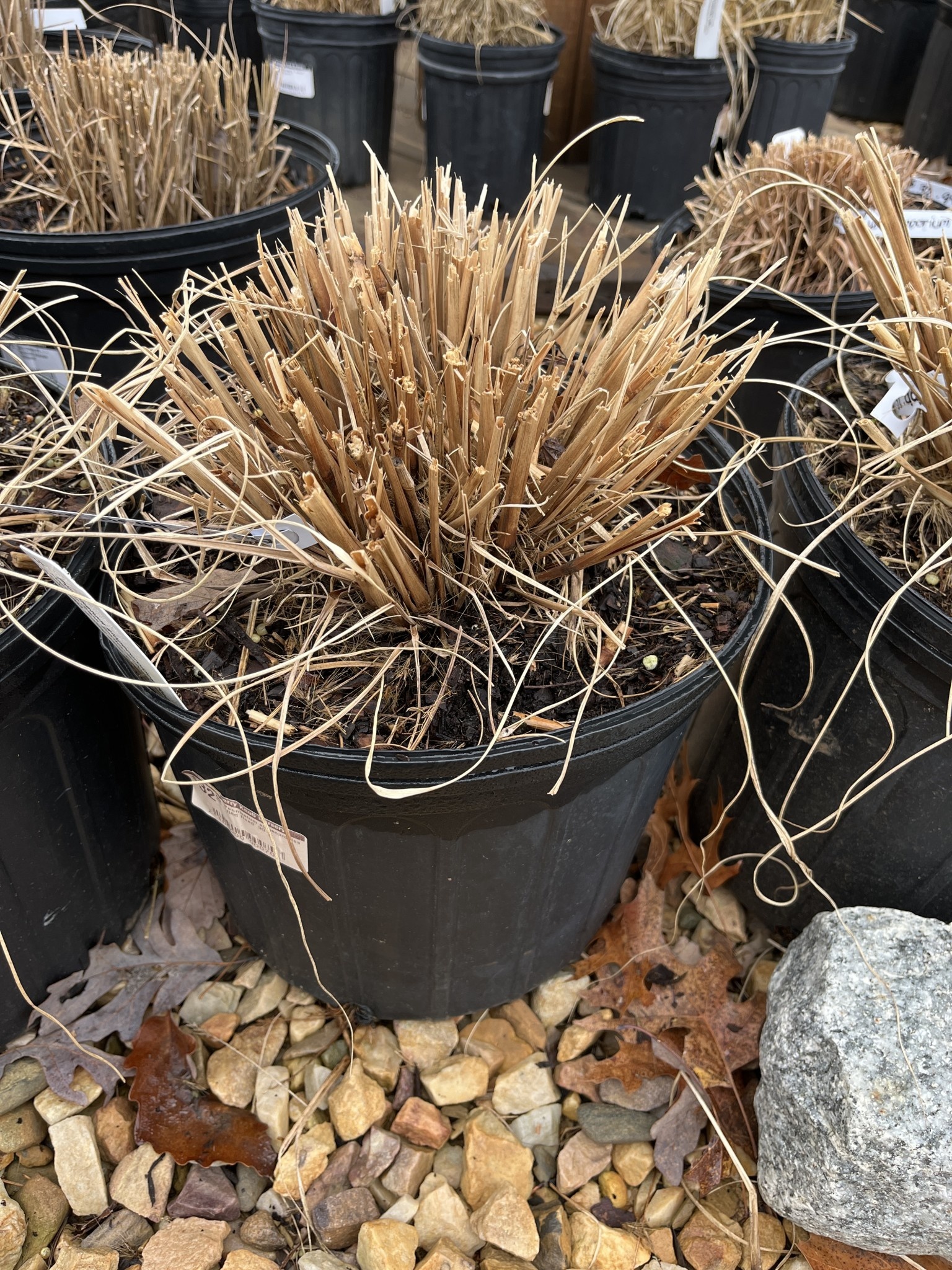 Pennisetum alopecuroides 'Red Head' 3G