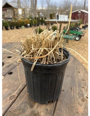 Pennisetum Rubrum #1