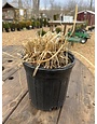 Pennisetum Rubrum #1