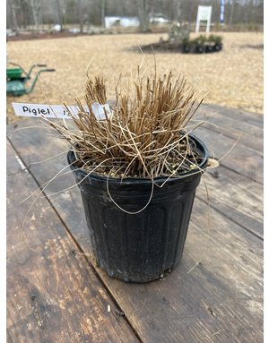 Pennisetum alopecuroides 'Piglet' PP19074 1G