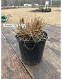 Pennisetum alopecuroides 'Piglet' PP19074 1G