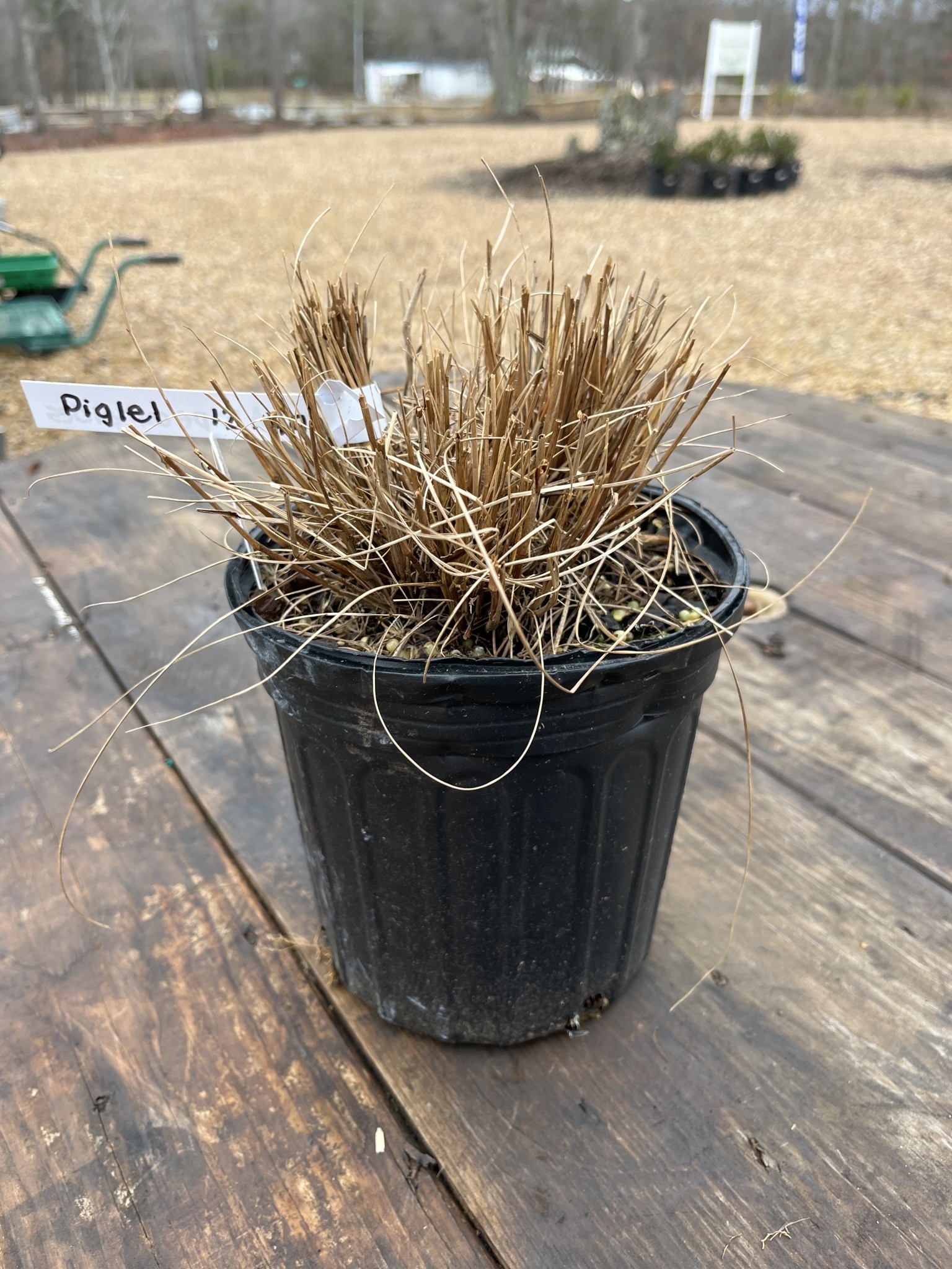 Pennisetum alopecuroides 'Piglet' PP19074 1G
