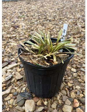 Liriope muscari 'Variegata' 1G