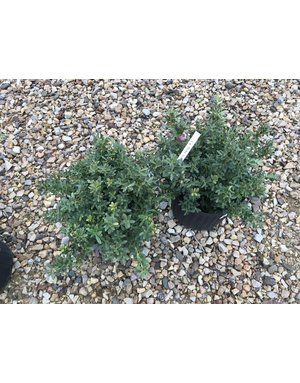 Holly, Ilex crenata 'Hoogendorn' 3G