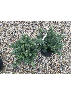 Holly, Ilex crenata 'Hoogendorn' 3G