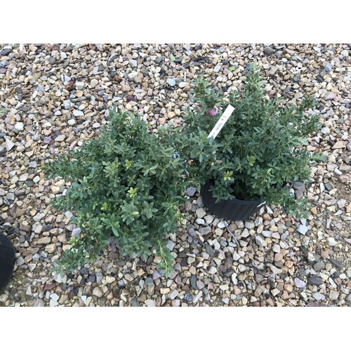 Holly, Ilex crenata 'Hoogendorn' 3G