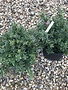 Holly, Ilex crenata 'Hoogendorn' 3G