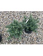 Holly, Hoogendorn Holly #3 -- Ilex crenata 'Hoogendorn'