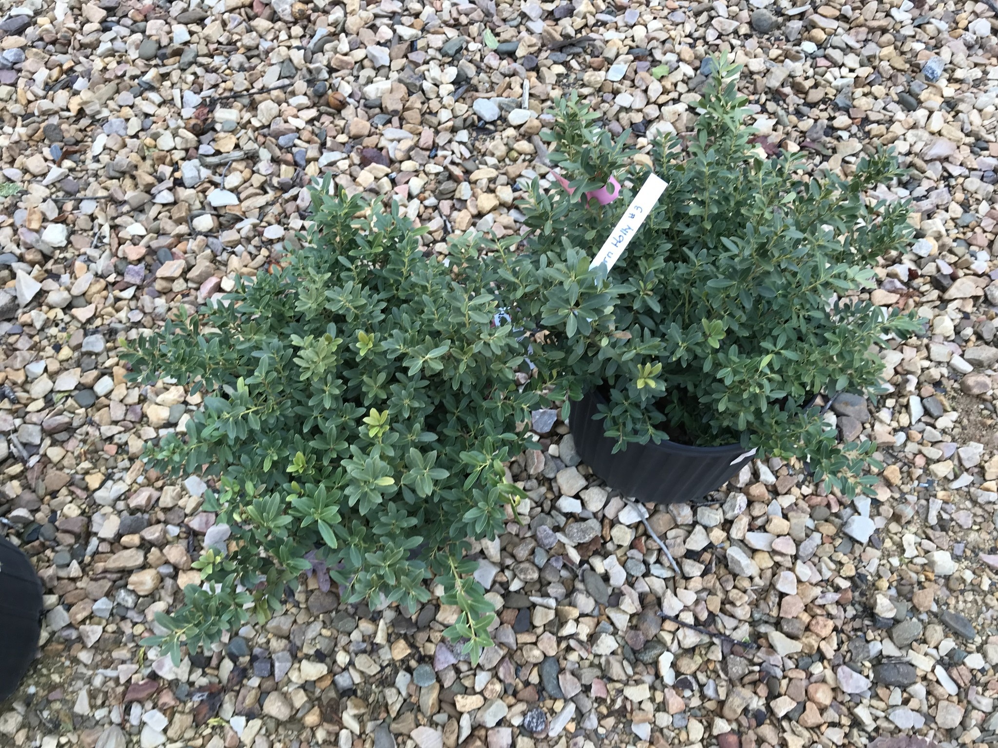 Holly, Hoogendorn Holly #3 -- Ilex crenata 'Hoogendorn'