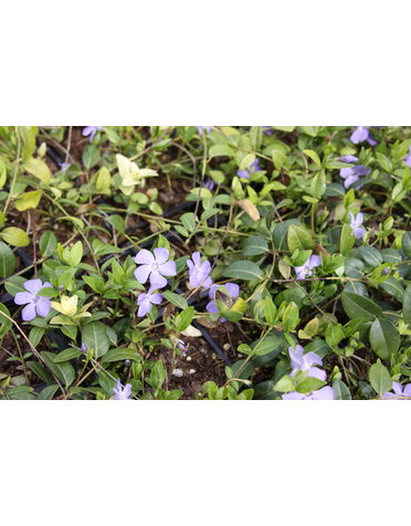 Vinca minor 3 1/2" pot