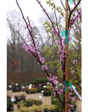 Cercis canadensis Eastern Redbud 15G NATIVE