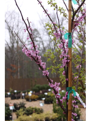 Redbud, Cercis canadensis 'Eastern Redbud' 15G NATIVE