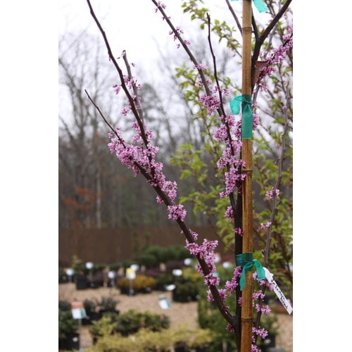 Redbud, Cercis canadensis 'Eastern Redbud' 15G NATIVE