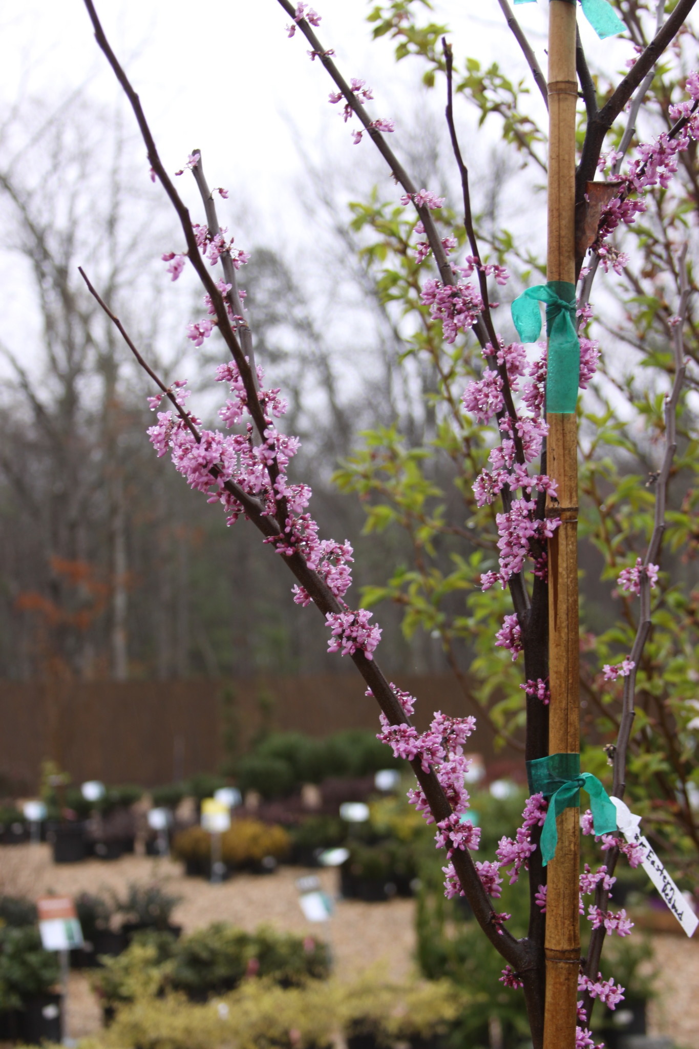 Redbud, Cercis canadensis 'Eastern Redbud' 15G NATIVE