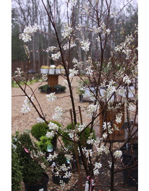 Autumn Brilliance Serviceberry 7G -- Amelanchier x grandiflora 'Autumn Brilliance'