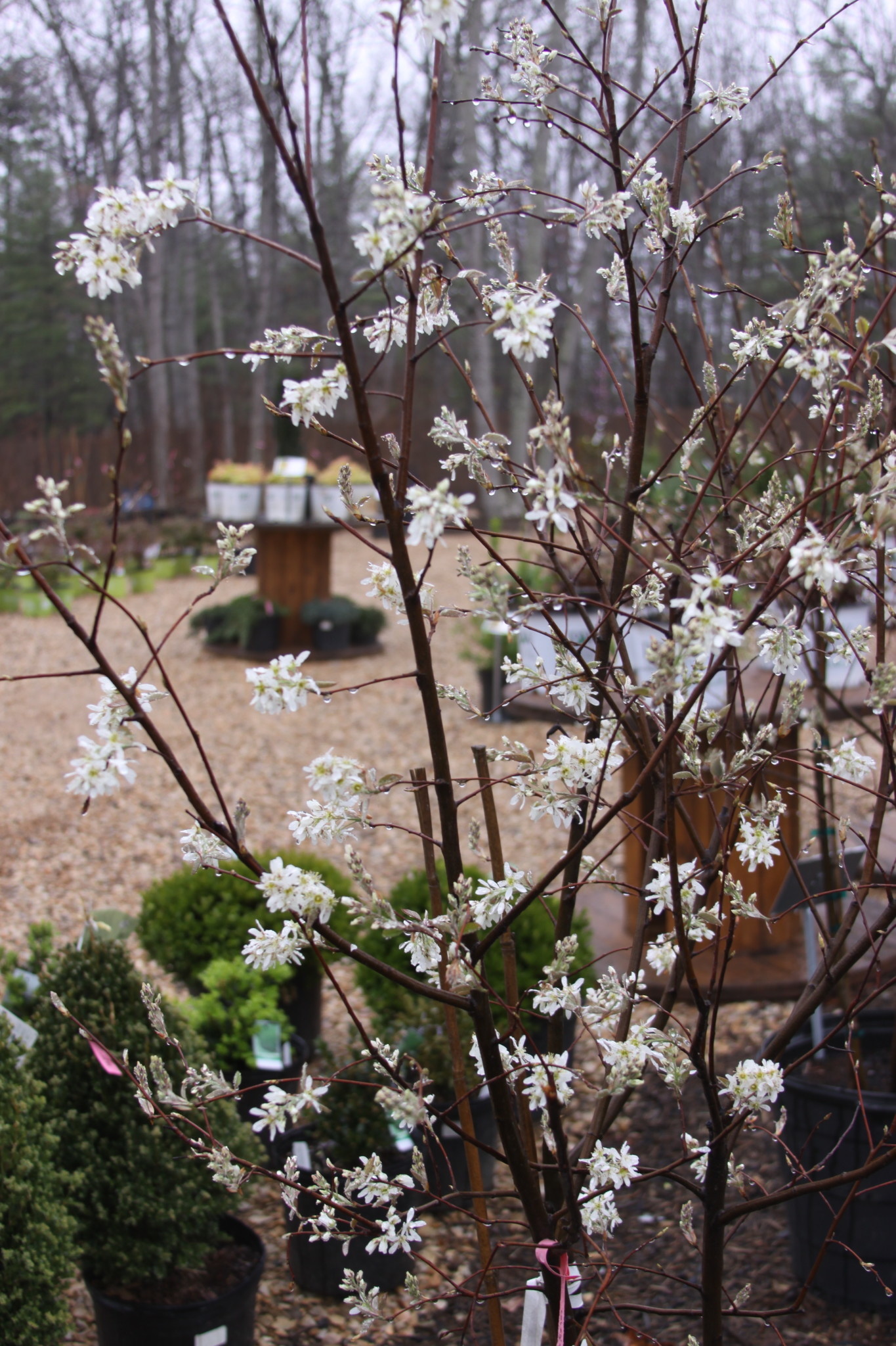 Serviceberry, Amelanchier x grandiflora 'Autumn Brilliance' 7G