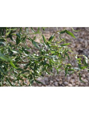 Willow, Salix matsudana 'Tortuosa' Corkscrew 15G