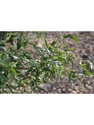 Willow, Salix matsudana 'Tortuosa' Corkscrew 15G