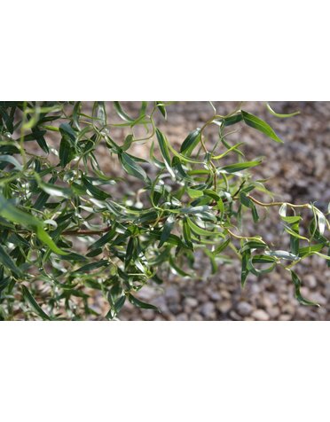 Willow, Salix matsudana 'Tortuosa' Corkscrew 15G