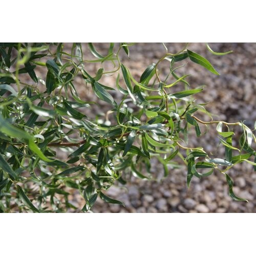 Willow, Salix matsudana 'Tortuosa' Corkscrew 15G