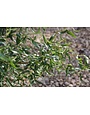 Salix matsudana 'Tortuosa' Corkscrew Willow 15G, Weeping Willow