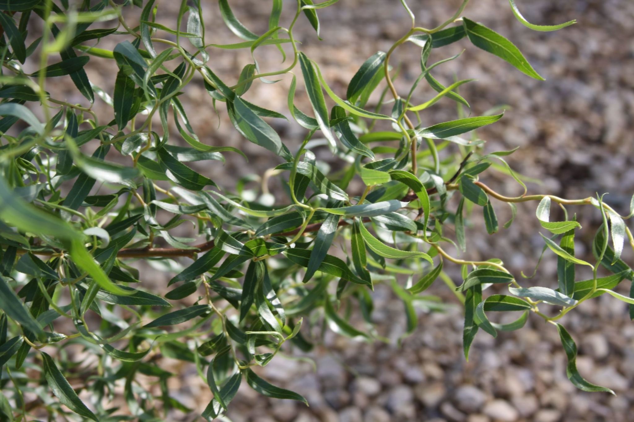 Salix matsudana 'Tortuosa' Corkscrew Willow 15G, Weeping Willow