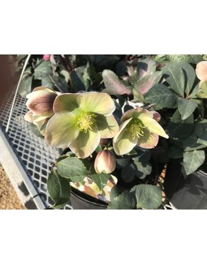 Lenten Rose,  Helleborus Ivory Prince #4Q, Lenten Rose
