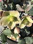 Lenten Rose,  Helleborus Ivory Prince #4Q, Lenten Rose