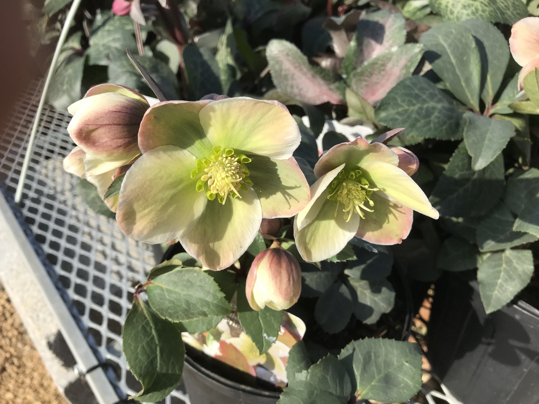 Lenten Rose,  Helleborus Ivory Prince #4Q, Lenten Rose