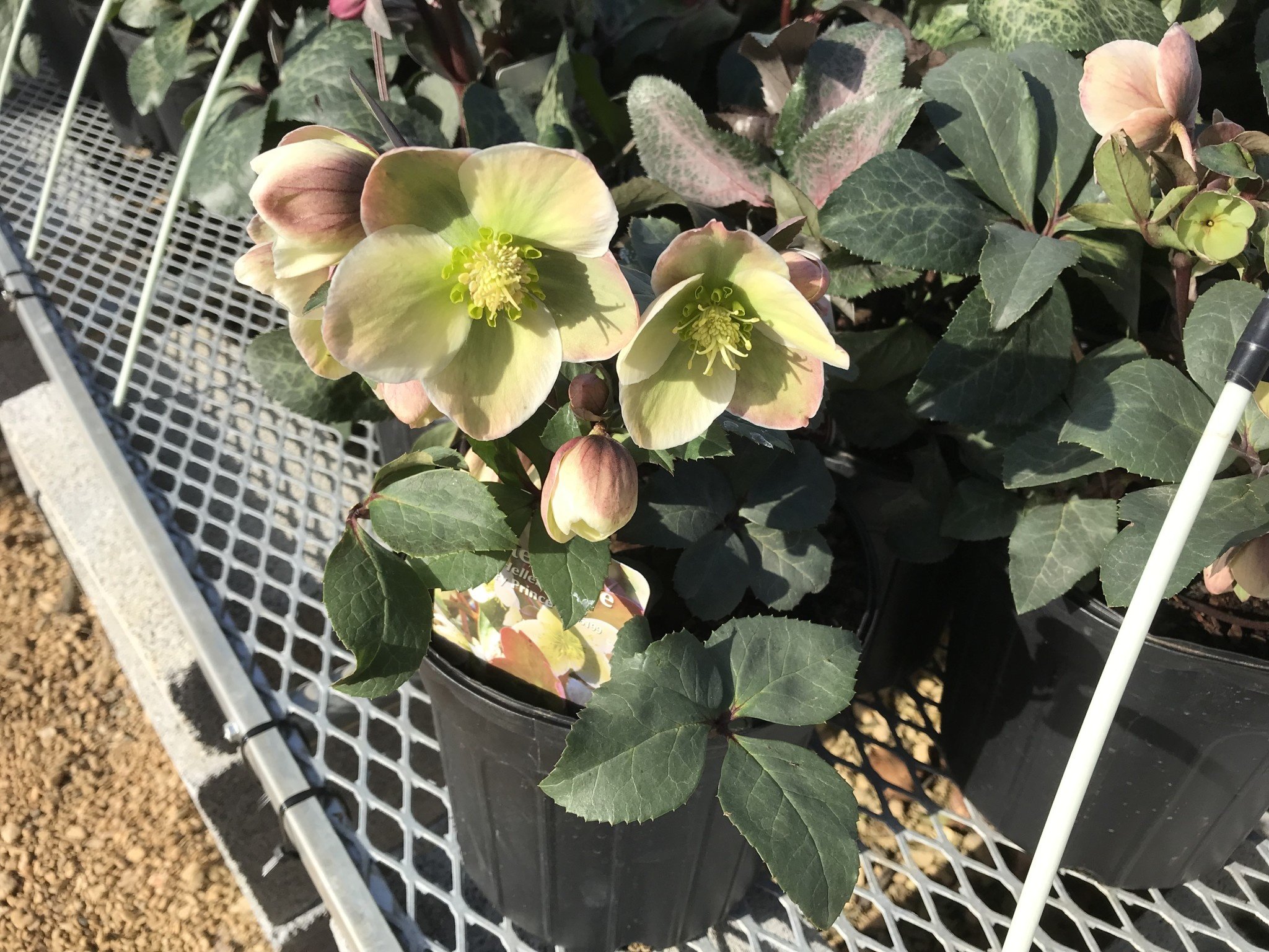Lenten Rose,  Helleborus Ivory Prince #4Q, Lenten Rose