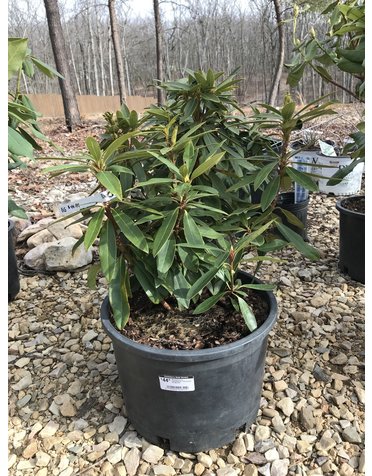 Rhododendron catawbiense 'Chionoides' 5G NATIVE