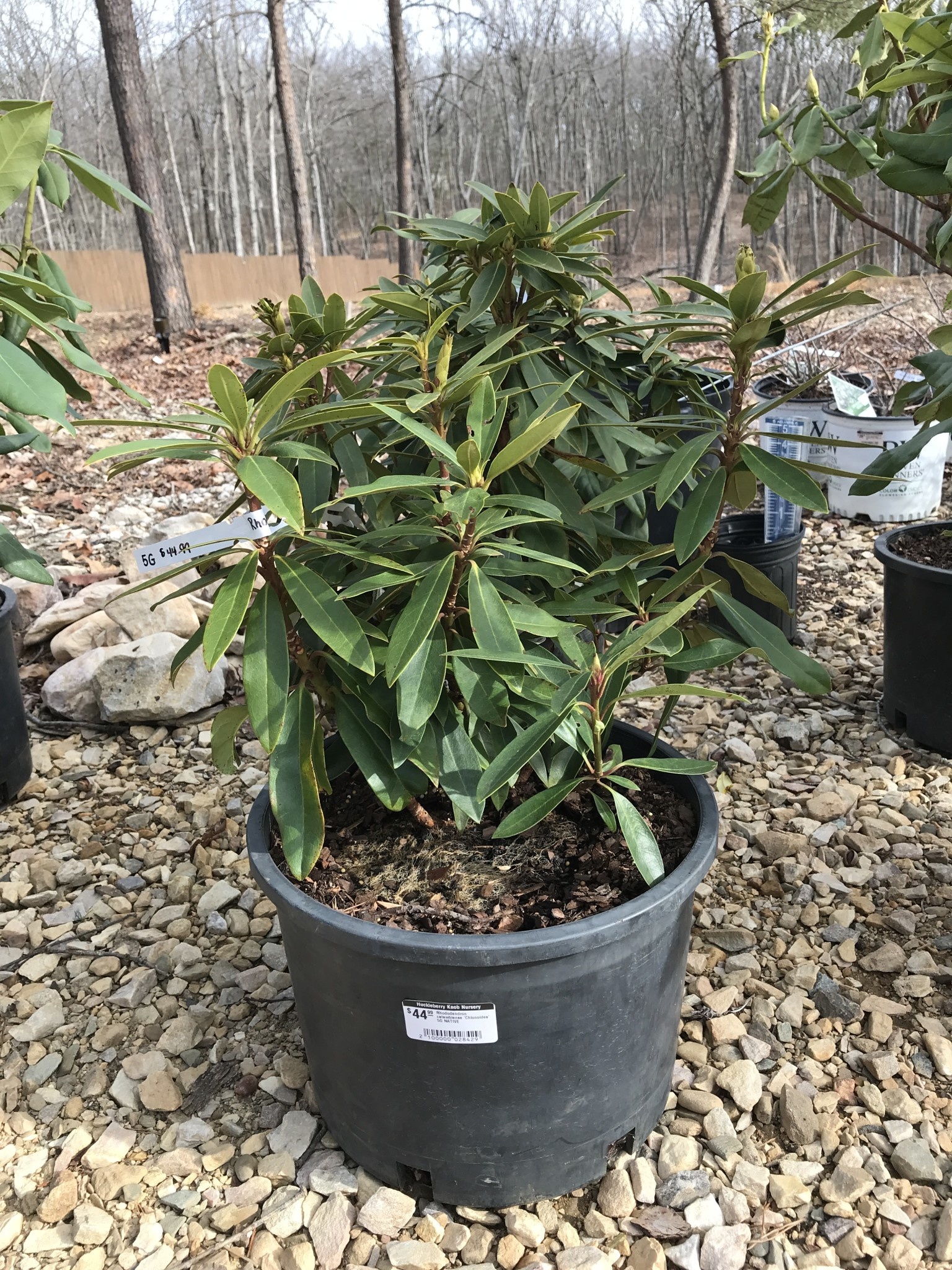 Rhododendron catawbiense 'Chionoides' 5G NATIVE