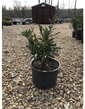 Schip Cherry Laurel 5G-- Prunus laurocerasus 'Schipkaensis'