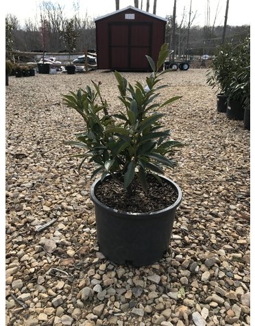 Schip Cherry Laurel 5G-- Prunus laurocerasus 'Schipkaensis'