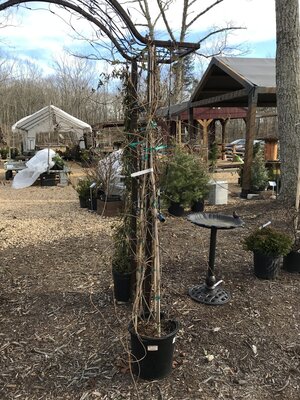 Lonicera sempervirens 'Major Wheeler'  VINES NATIVE