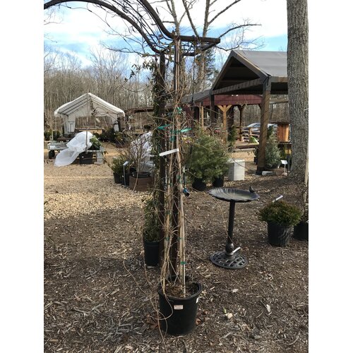 Lonicera sempervirens 'Major Wheeler'  VINES NATIVE