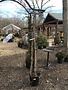 Lonicera sempervirens 'Major Wheeler'  VINES NATIVE