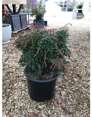 Andromeda, Pieris japonica 'Purity' 3G