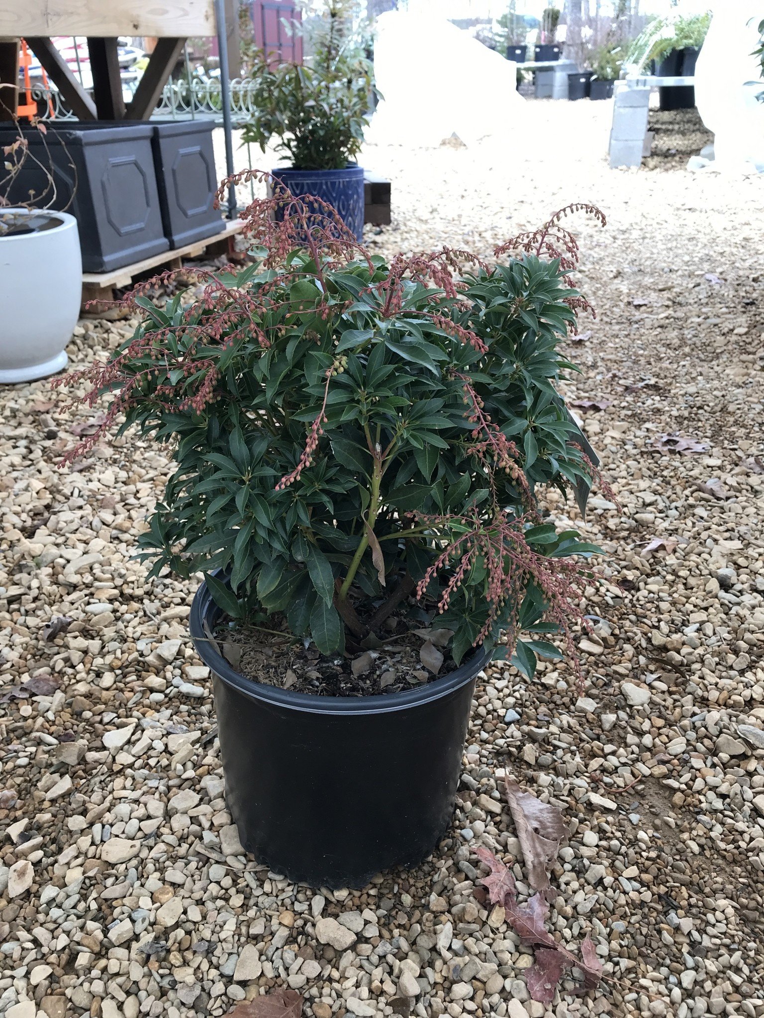 Pieris Japonica 'Purity' 3G