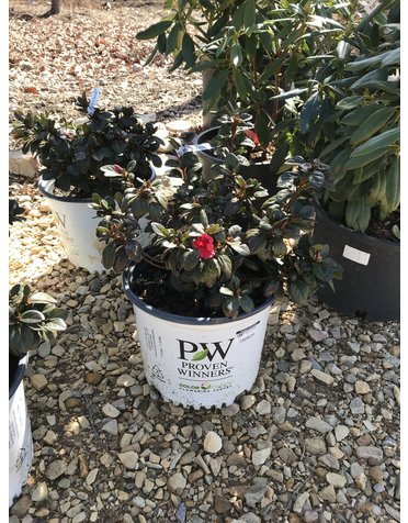 Proven Winners Azalea, Rhododendron 'NCRX8' Perfecto Mundo® Red (Red) 3G