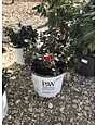 Proven Winners Azalea, Rhododendron 'NCRX8' Perfecto Mundo® Red (Red) 3G