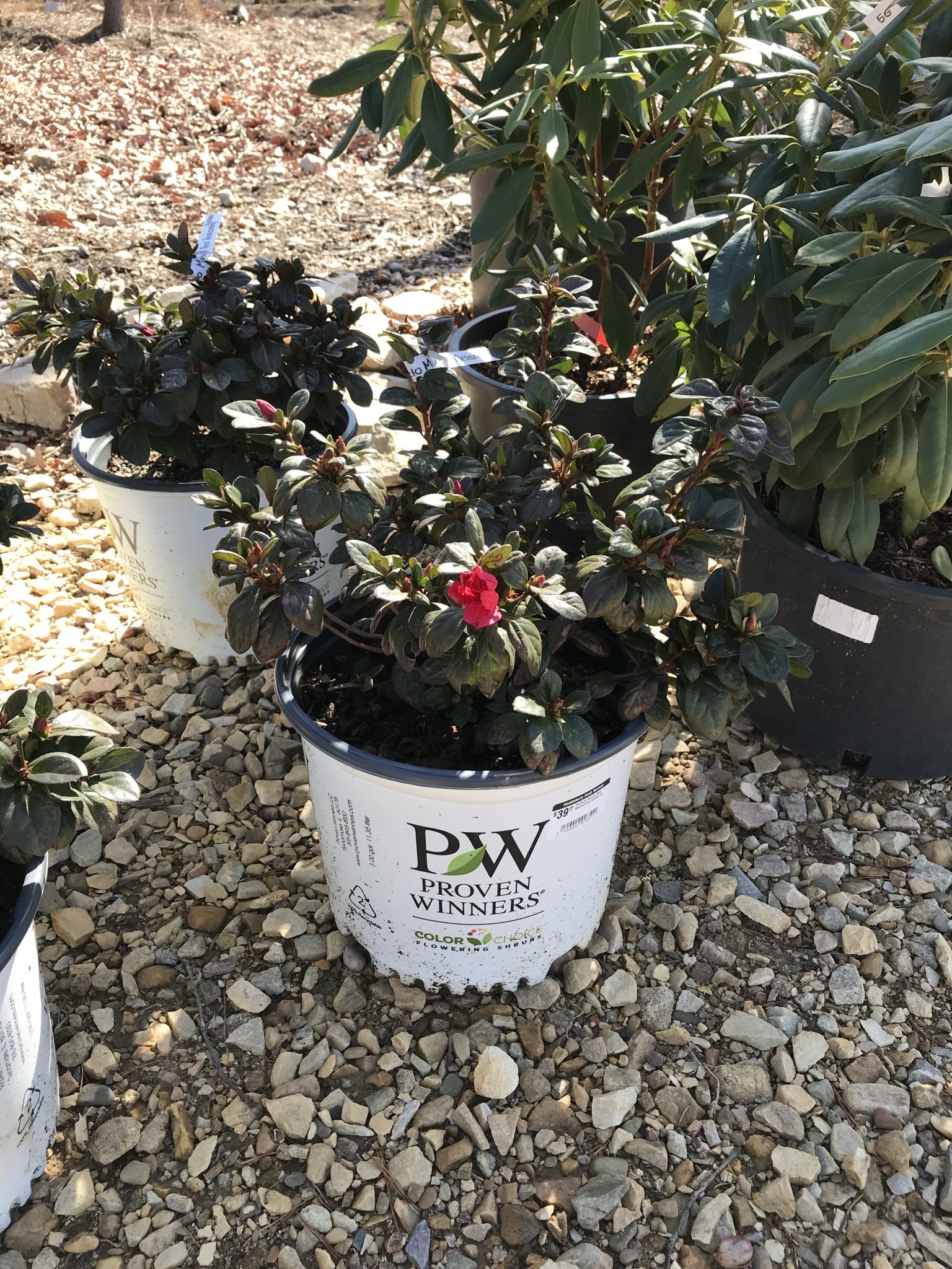 Proven Winners Azalea Perfecto Mundo Red Reblooming 3G